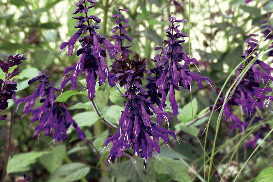 Un v&eacute;g&eacute;tal aux proportions gigantesques : Salvia &quot;Black and Blue&quot;