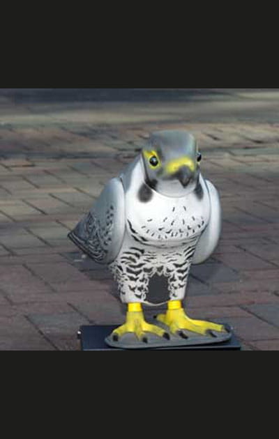 Faire peur aux pigeons