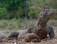 Terre des géants : Reptiles : sous la dépendance du climat