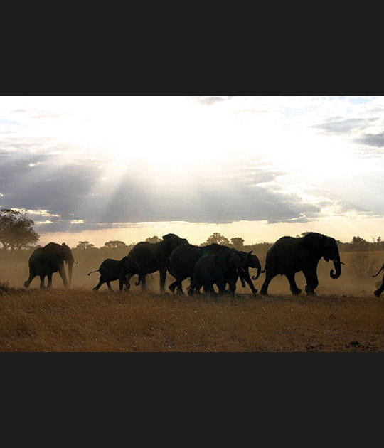 La marche des &eacute;l&eacute;phants