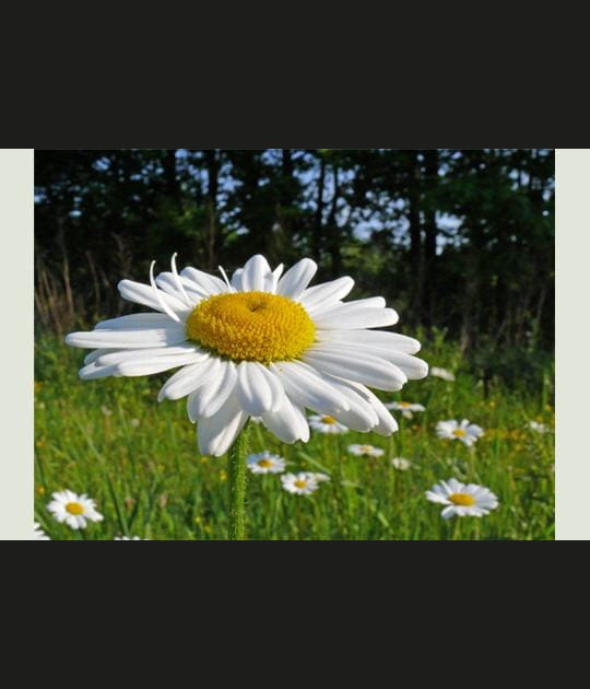 Effeuillons la marguerite