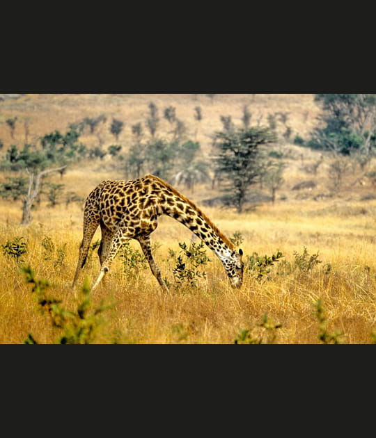 La fragile girafe masa&iuml; de Tanzanie
