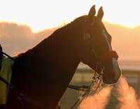 Equitation : Global Champions Tour