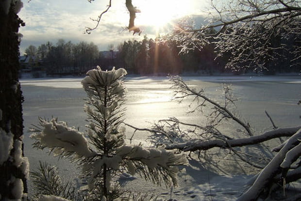 Forêt polonaise en hiver