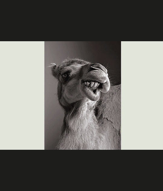 Le professionnalisme de Mektoub