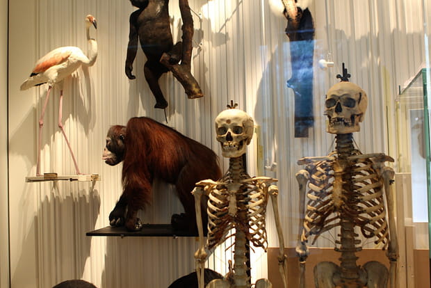 L'homme, une espèce parmi d'autres