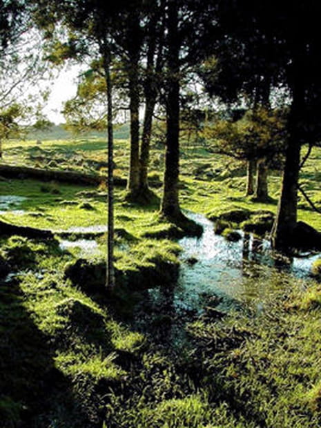 Entre marécages et forêts néo-zélandaises