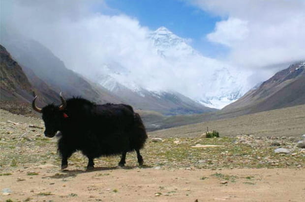 Le pelage laineux du yak