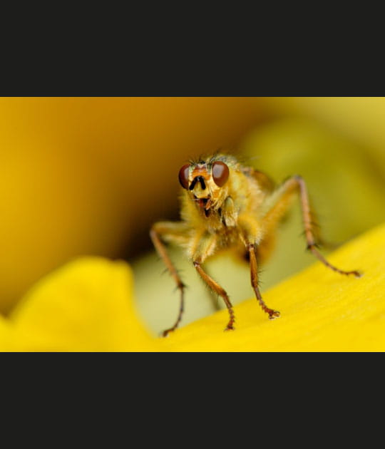 Bzzz