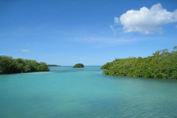 Mangrove à fleur d'eau en République dominicaine