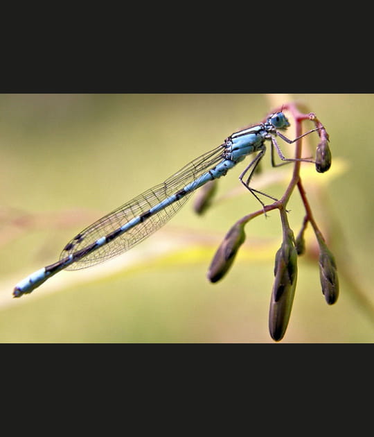 Agrion