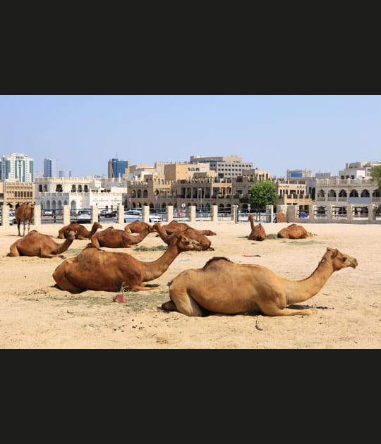 Les chameaux de Doha