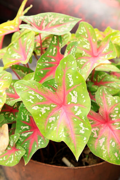 Le syngonium