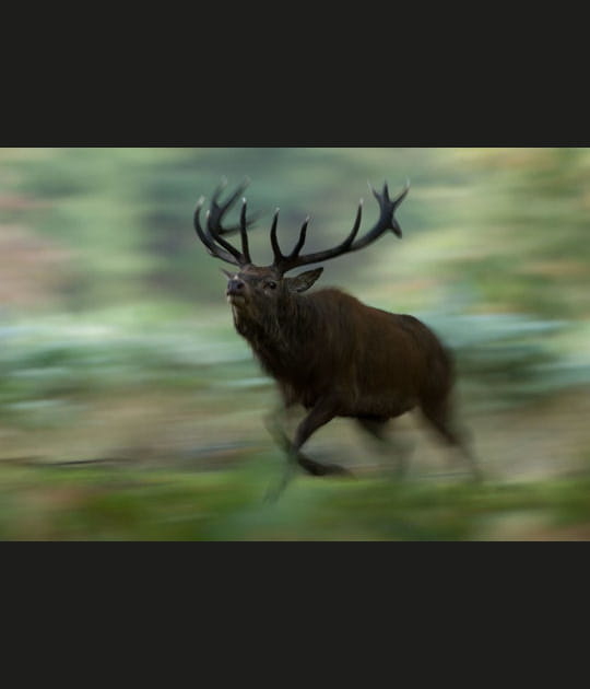 Cerf en rut