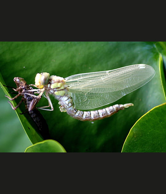 La libellule sort de la nymphe