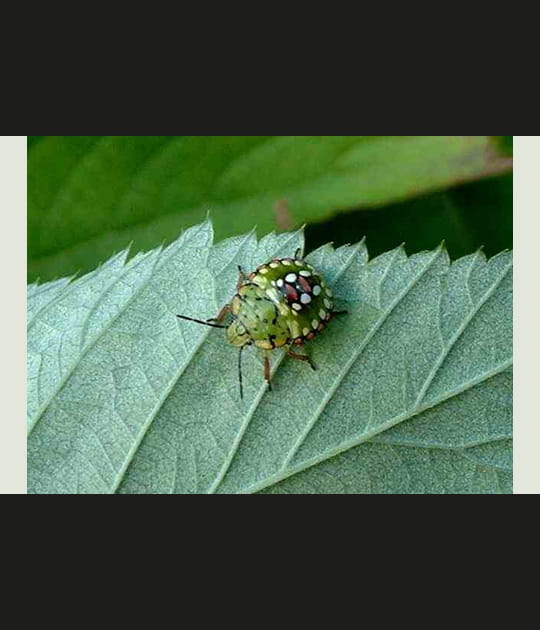 Punaise arlequin
