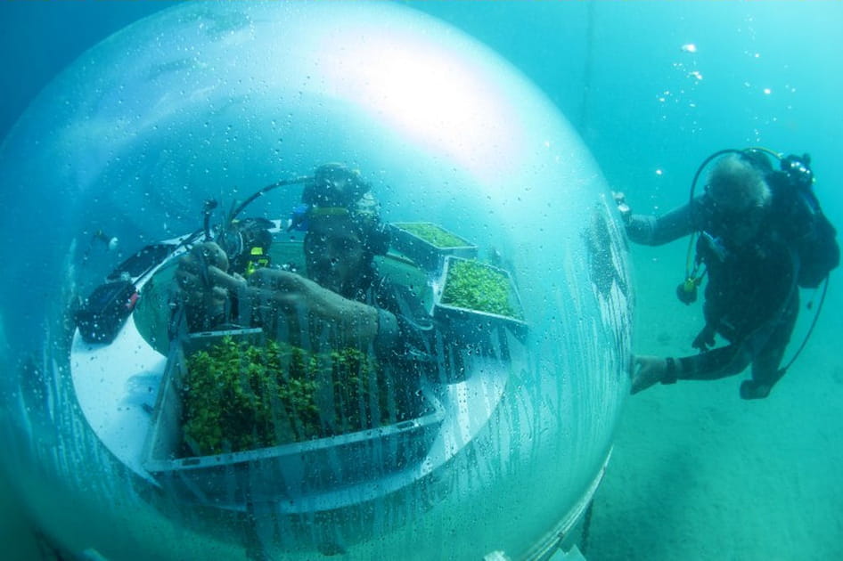 Basilic exp&eacute;rimental