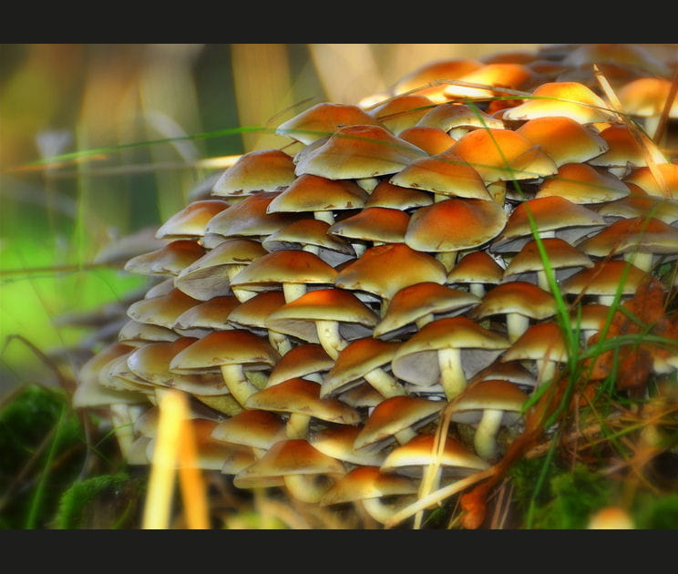 For&ecirc;t d'ombrelles