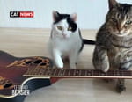 Le grand bêtisier Home Vidéo