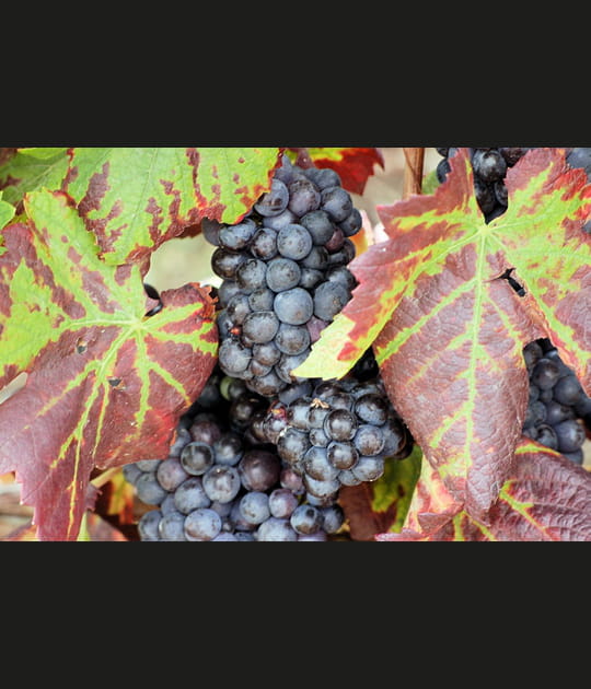 Vignes