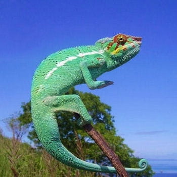 vous ferez l'agréable connaissance de ces animaux qui savent rester de marbre :