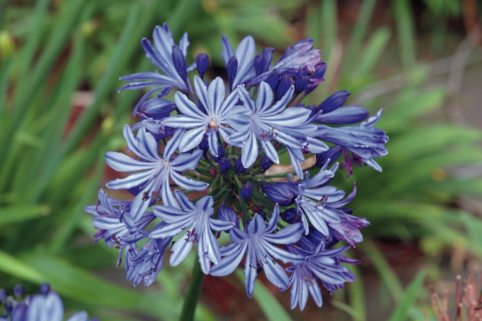 Des fleurs parfaitement taill&eacute;es : Agapanthus &quot;Northern Star&quot;