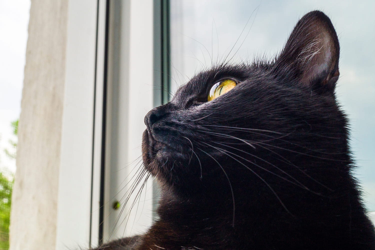"La famille est folle de joie !" Doudou, un chat disparu depuis 5 ans, de retour dans son foyer