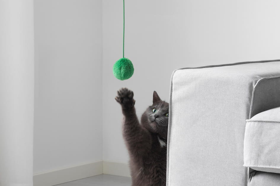 Un jouet pour amuser son chat