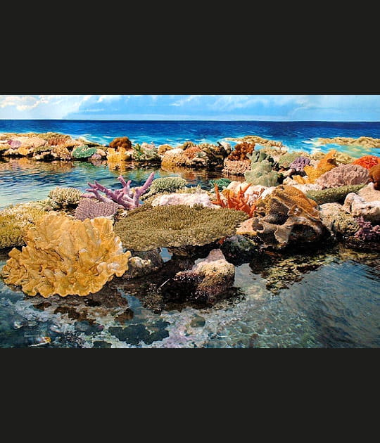 L'aquarium de Sydney