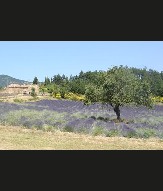 Mas et lavande