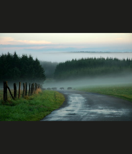 Route des sangliers