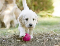Une vie de chiot : Les super héros