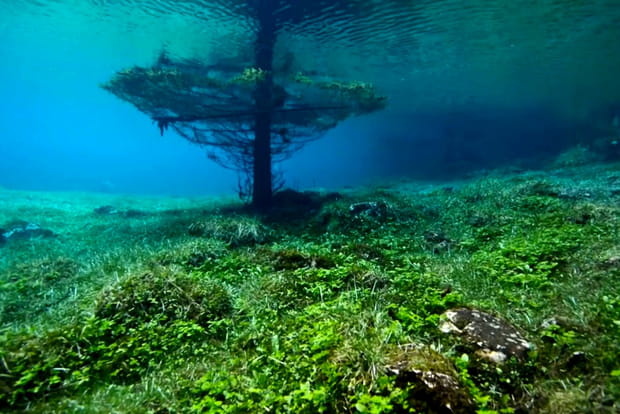 Les forêts immergées