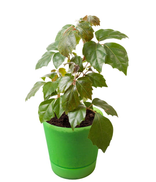 Le cissus pour orner facilement votre int&eacute;rieur