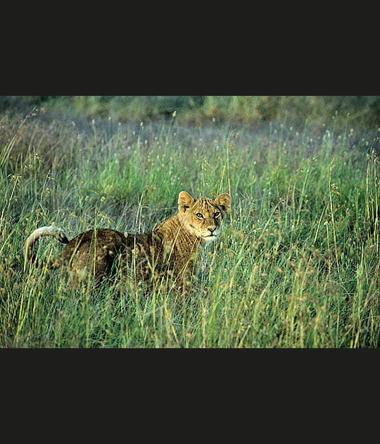 Bient&ocirc;t &agrave; l'&acirc;ge adulte