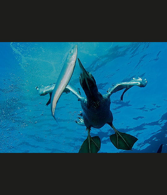 La p&ecirc;che du cormoran