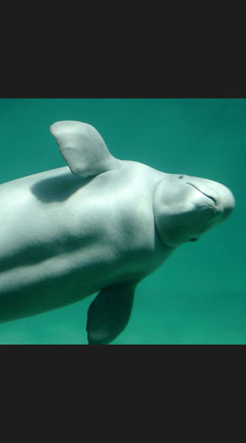 Le beluga est un dauphin