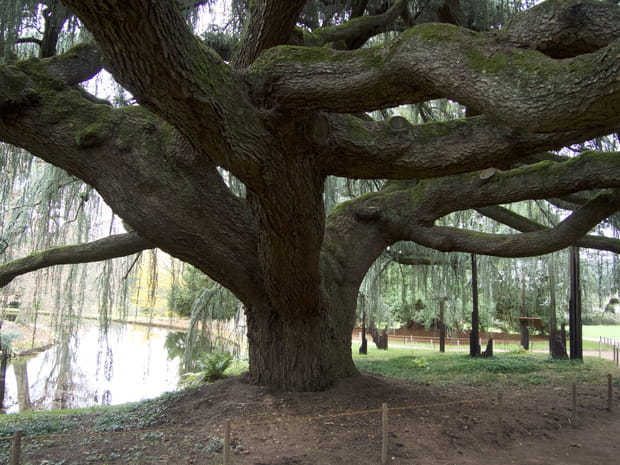 L'Arboretum de la Vallée-aux-Loups, Hauts-de-Seine
