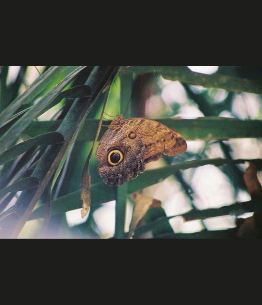 L'oeil du papillon