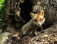 Chroniques sauvages : Le monde secret de la forêt
