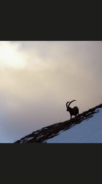 Le cri du bouquetin des Alpes