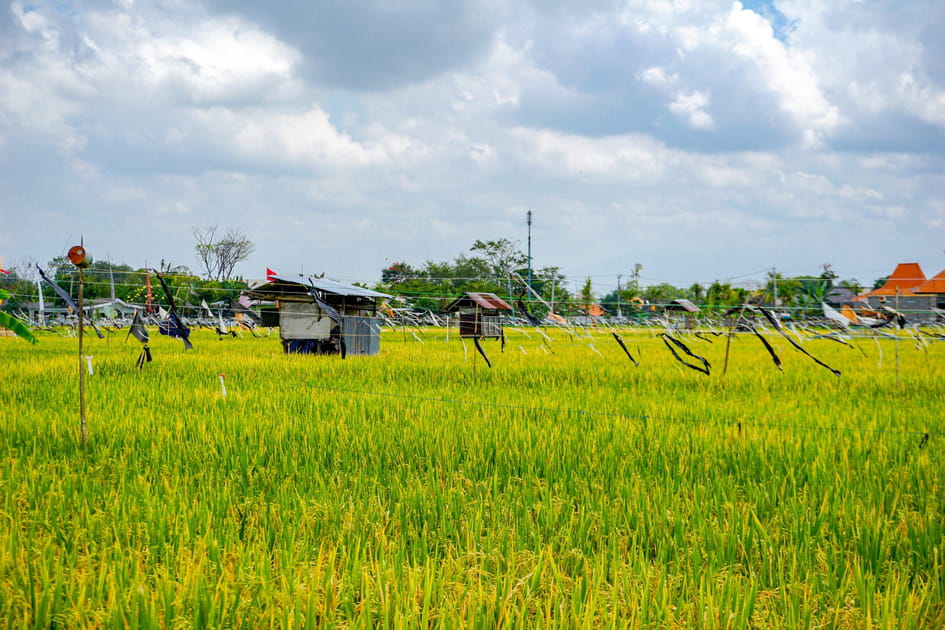 Les spots cach&eacute;s de Bali&nbsp;: Canggu
