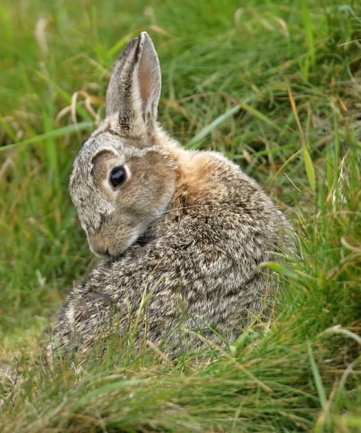 La tular&eacute;mie, via les lapins