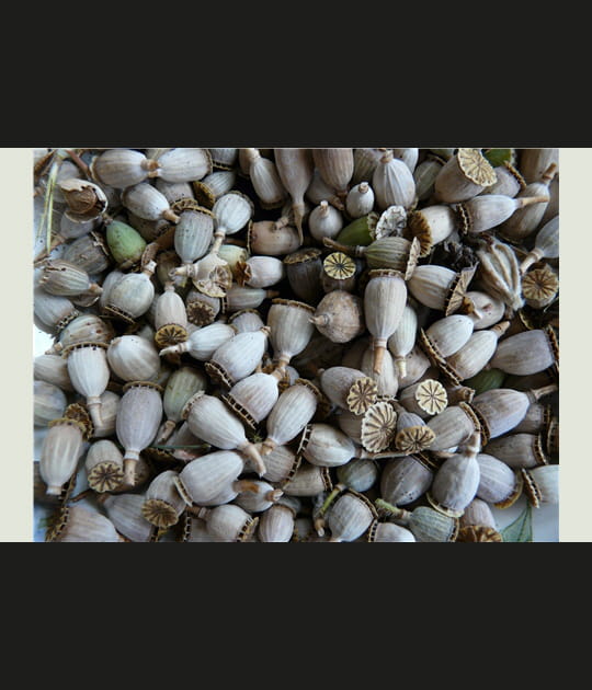 Capsules grises
