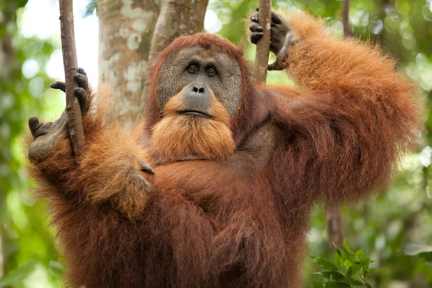 Bukit Lawang et ses orangs-outans