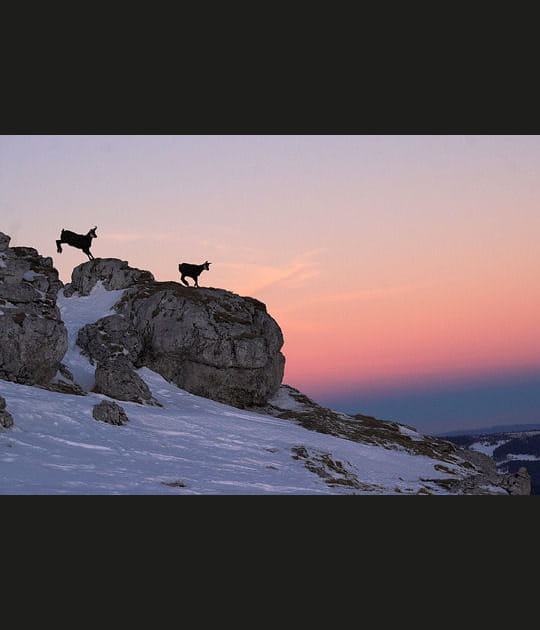 Le saut du chamois