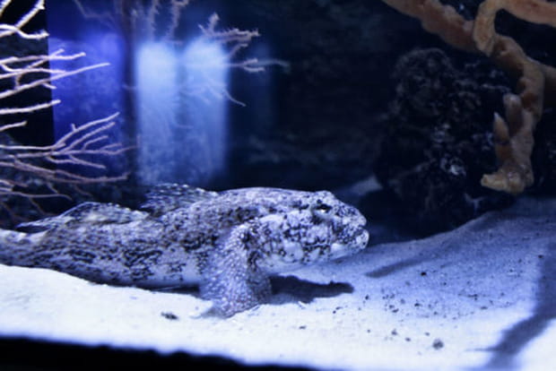 L'Aquarium de Paris dévoile ses trésors