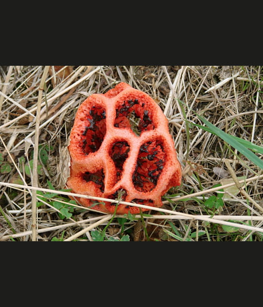 Le c&oelig;ur de sorci&egrave;re, un champignon en cage