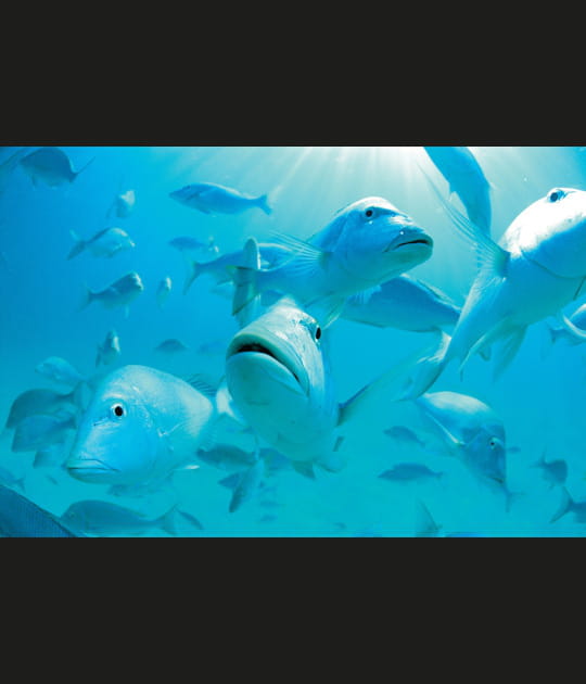 L'Empereur r&egrave;gne sur Ningaloo