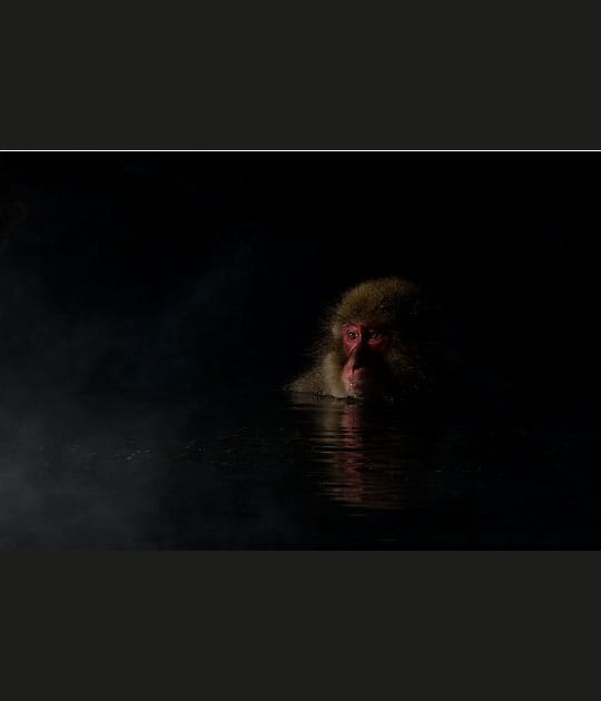 Thalasso nocturne pour un macaque japonais